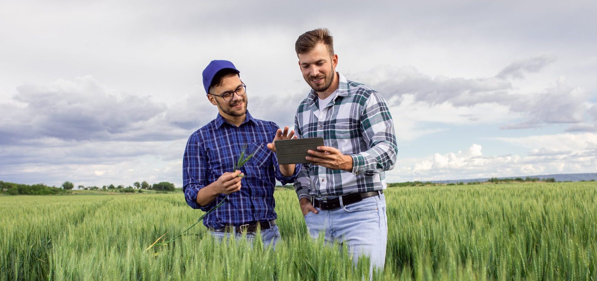 Two Farmers Standing In Green Wheat Field Examining Crop.